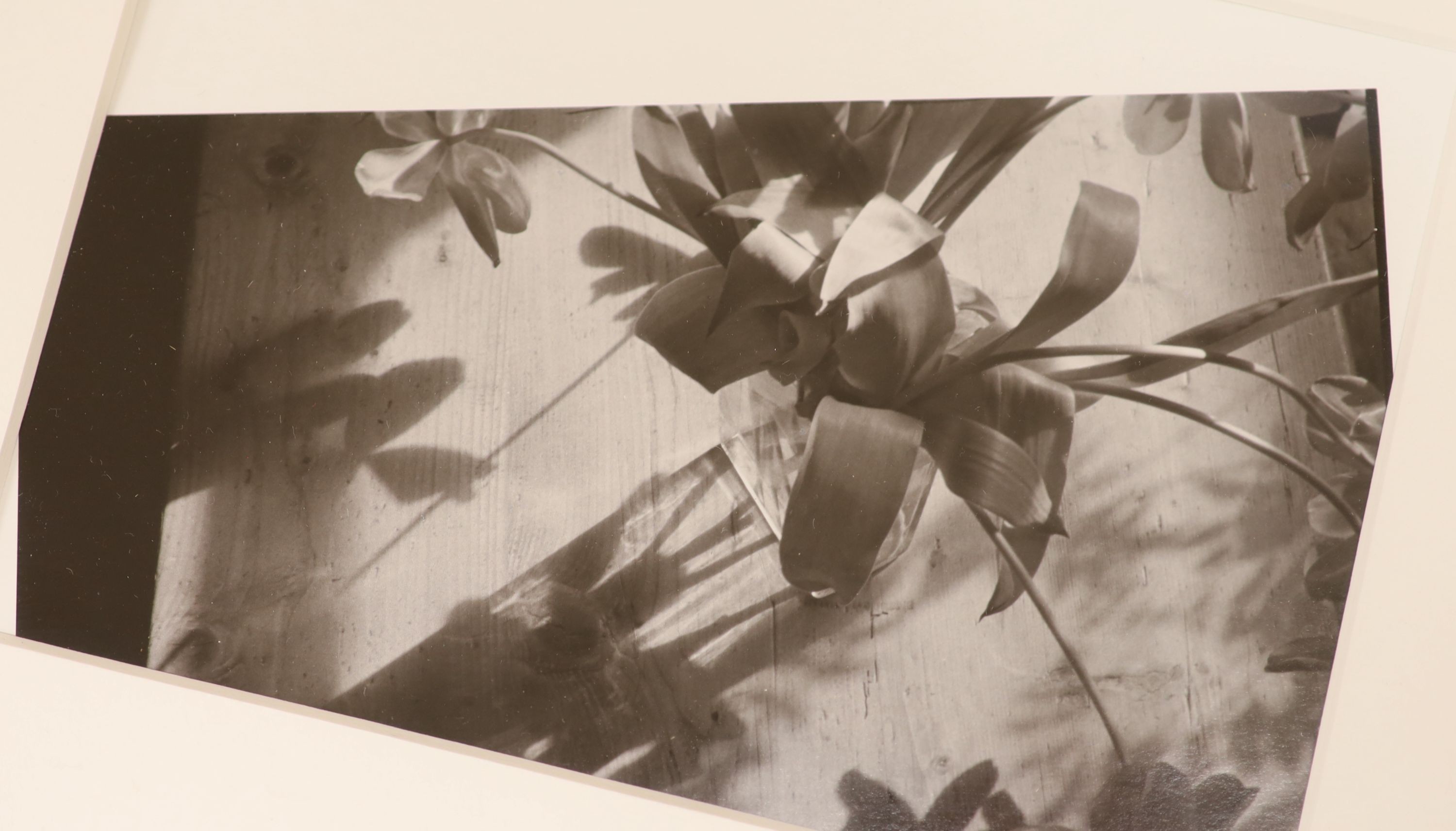 John Blakemore (1936-), eight assorted gelatin silver prints, Tulips 1988 with Zelda Cheatle Gallery label verso, 41 x 33cm; Tulip Series, 41 x 32cm; Tulip Series, two in one frame